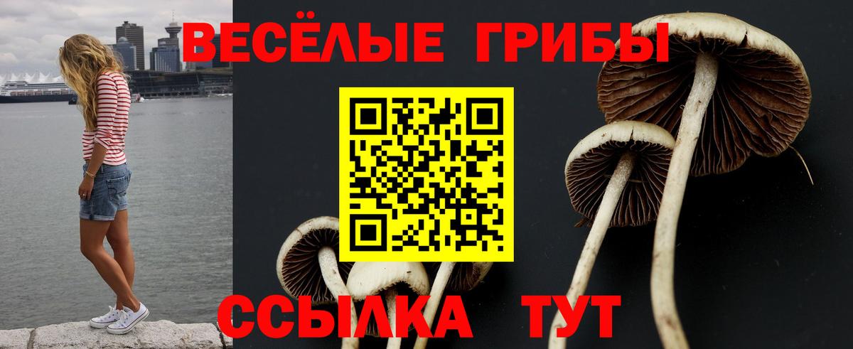 Псилоцибиновые грибы Psilocybine cubensis Зеленогорск